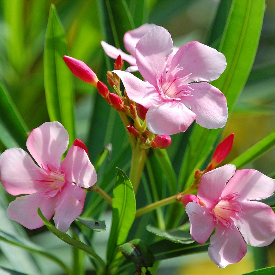 Nerium Oleander Bunga Jepun Jpun Mentega Pink Muda Tanaman Hias Bibit 2030