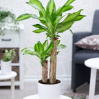 Tanaman Hias Bonsai Mame Dracaena Fragrans Massangeana Corn Plant Hijau Hanjuang Andong B-DFM-002