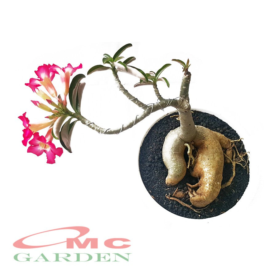 Tanaman Hias Bonsai Adenium Arabicum Obesum Kamboja Jepang B-KJ-010