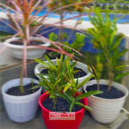 Puring Croton Kroton Cabai Cabe Teri Tanaman Hias PR-Cabe-0510