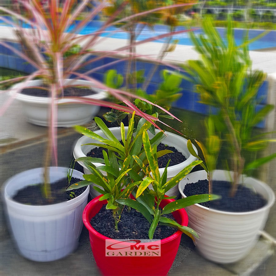 Puring Croton Kroton Cabai Cabe Teri Tanaman Hias PR-CABE-2030