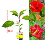 Kembang Sepatu Bunga Raya Hibiscus Worawari Rosa Dinensis Merah Bibit Tanaman Hias 2030