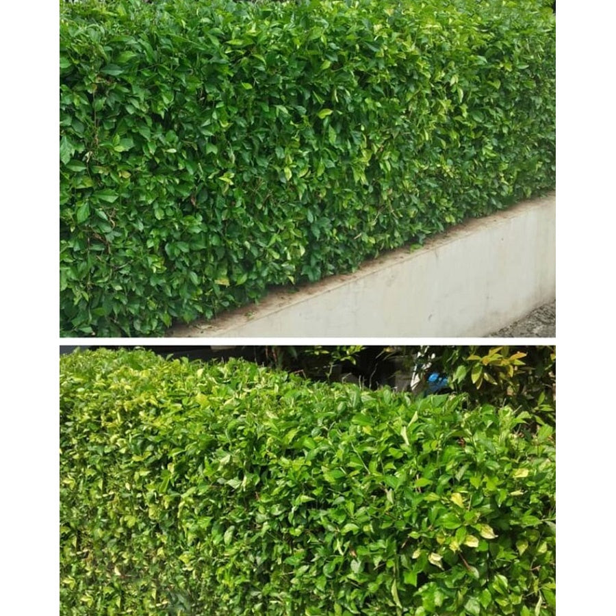 Teh-Tehan Tanaman Pembatas Pagar Hias Pohon Bibit Berakar Bonsai 2030