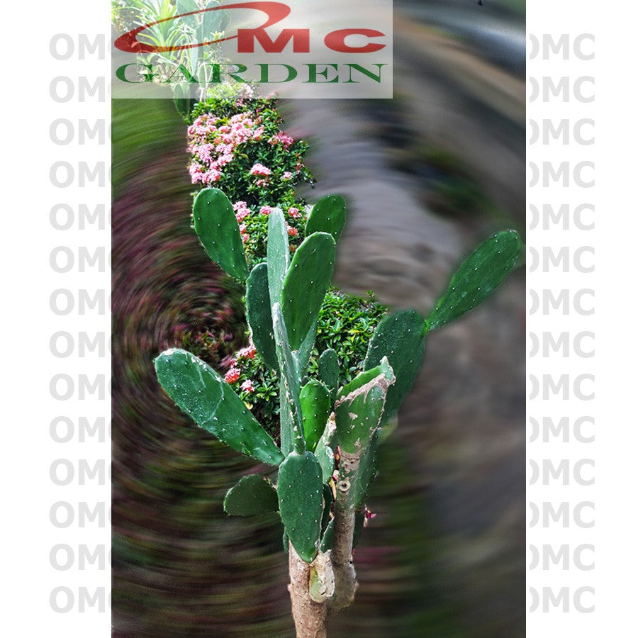 Bibit Tanaman Hias Pohon Katus Kaktus Centong KC-2030