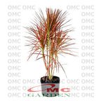 Dracaena Marginata Dragon Tree Tricolor Tri Color Merah Kuning Hijau Putih Tanaman Hias 90100