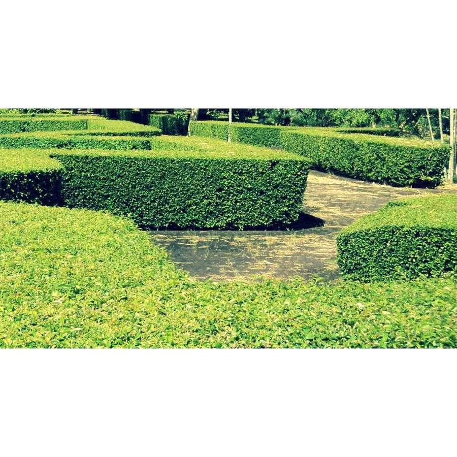Teh-Tehan Tanaman Pembatas Pagar Hias Pohon Bibit Berakar Bonsai 2030