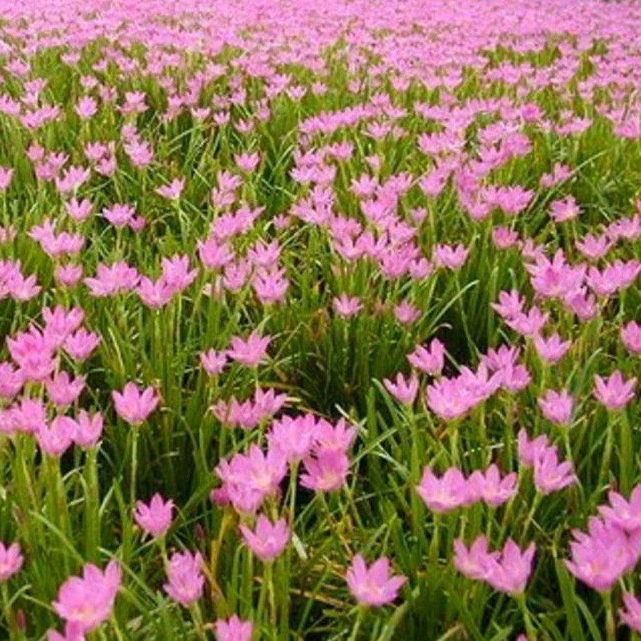 Tanaman Hias Lili Lily Hujan Peri Kucai Kacay Tulip Bawang Bawangan Pink Merah Muda Jambu LLH-PINK-1