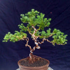 Bonsai Mame Cemara Air Angin Embun Laut Angin Balon Adas Tanaman Hias 001