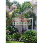Tanaman Hias Palm Palem Raja Roystonea Regia Bibit PR-8090