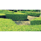 Bonsai Bonsae Teh-Tehan Tanaman Pembatas Pagar Hias Pohon 001
