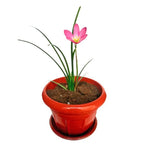 Tanaman Hias Lili Lily Hujan Peri Kucai Kacay Tulip Bawang Bawangan Pink Merah Muda Jambu LLH-PINK-1