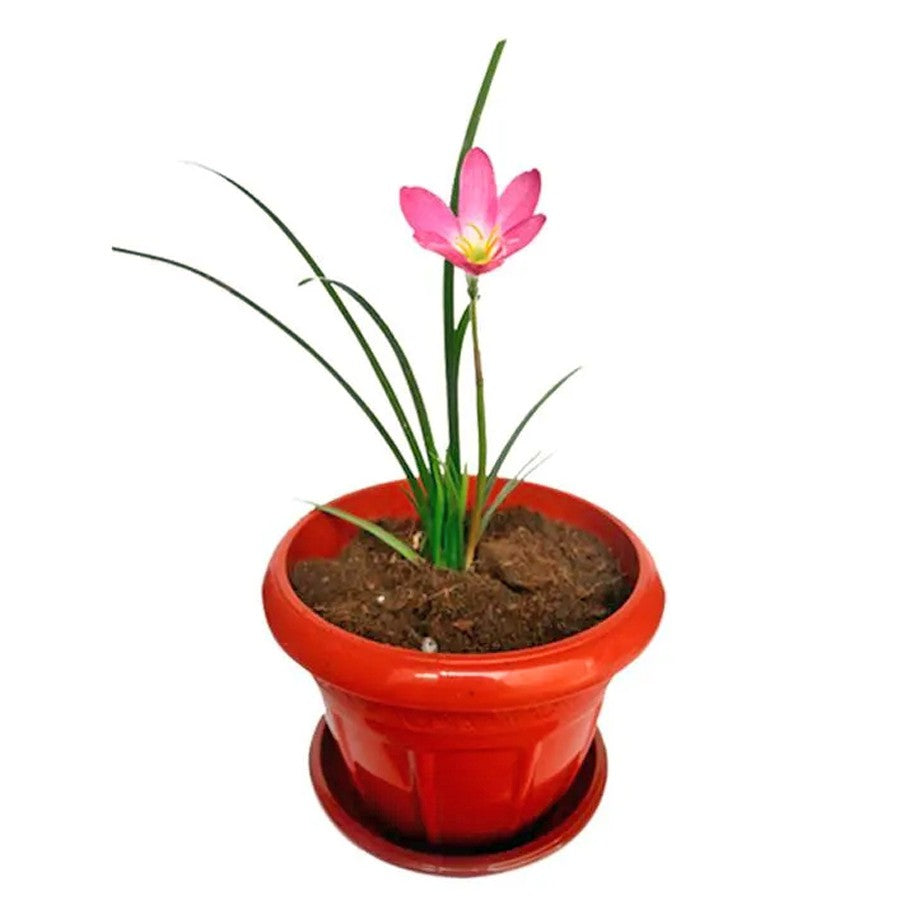 Tanaman Hias Lili Lily Hujan Peri Kucai Kacay Tulip Bawang Bawangan Pink Merah Muda Jambu LLH-PINK-1