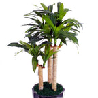 Hanjuang Andong Hijau Ulir Bor Dracaena Fragrans Massangeana Corn Tanaman Hias DFM-3040