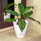 Aglonema Crispum Zebra Silver Sri Rejeki Srirejeki Rezeki Srirezeki Tanaman Hias AGLNM-CR-01