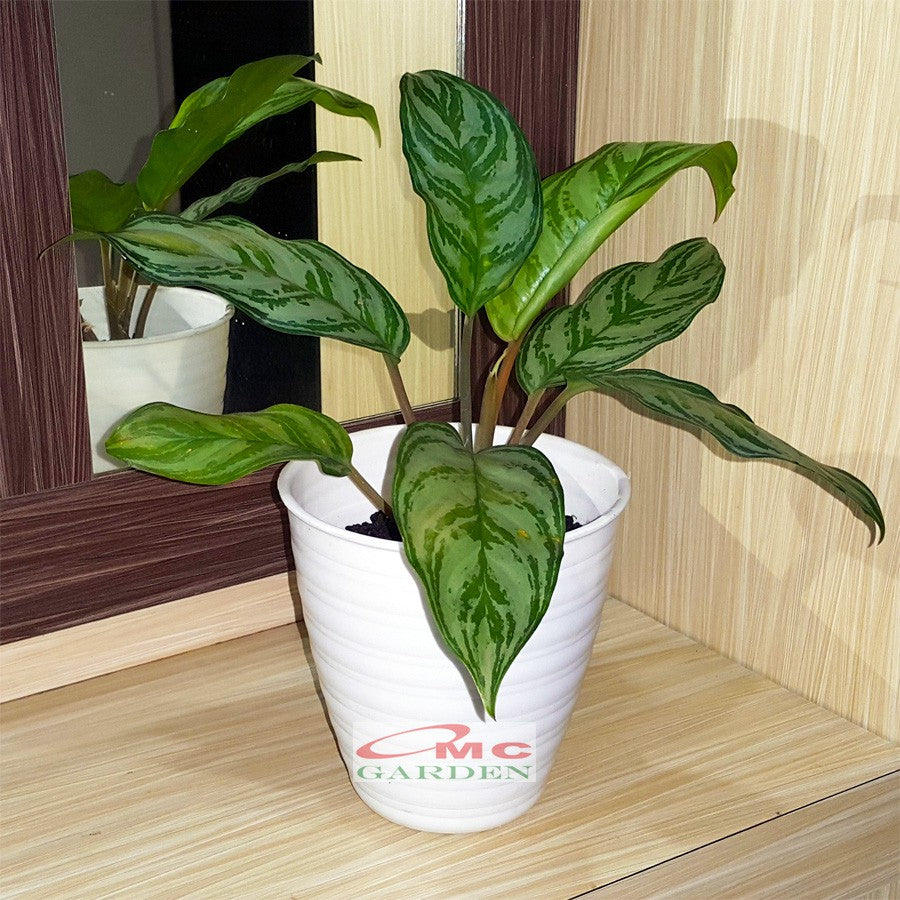 Aglonema Crispum Zebra Silver Sri Rejeki Srirejeki Rezeki Srirezeki Tanaman Hias AGLNM-CR-01