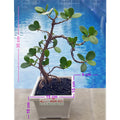 Tanaman Hias Pohon Bonsai Mame Beringin Korea Mini Dolar B-BK-002
