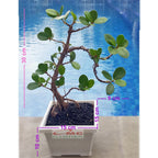 Tanaman Hias Pohon Bonsai Mame Beringin Korea Mini Dolar B-BK-002
