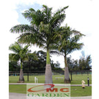 Tanaman Hias Palm Palem Raja Roystonea Regia Bibit PR-4050