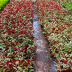 Sambang Darah Dara Sampang Getih Remek Daging Chinese Croton Merah Putih Bibit Tanaman Hias Obat Herbal 1020