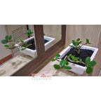 Tanaman Hias Pohon Bonsai Mame Beringin Korea Mini Dolar B-BK-015