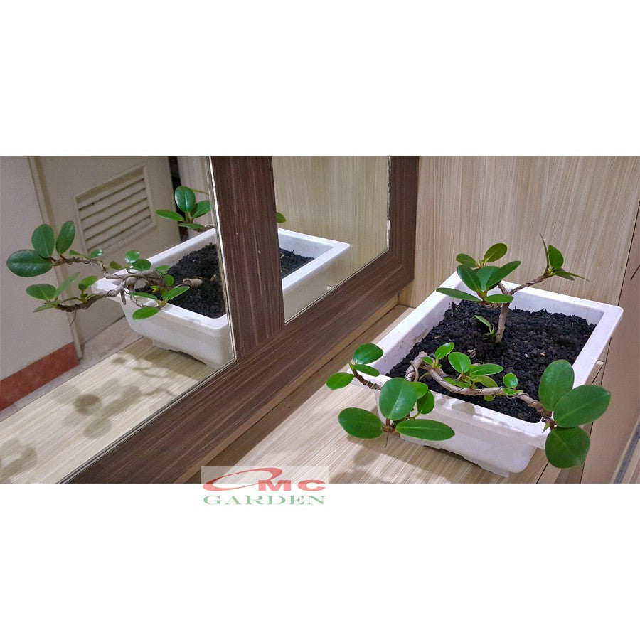 Tanaman Hias Pohon Bonsai Mame Beringin Korea Mini Dolar B-BK-015