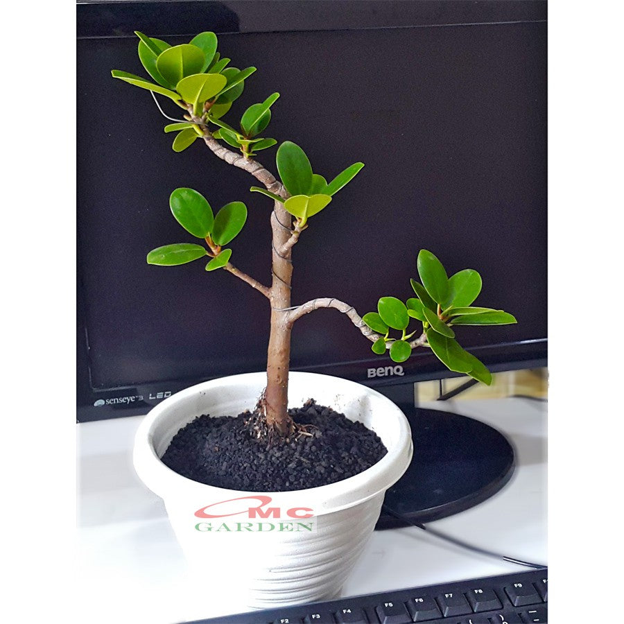 Tanaman Hias Pohon Bonsai Mame Beringin Korea Mini Dolar B-BK-011