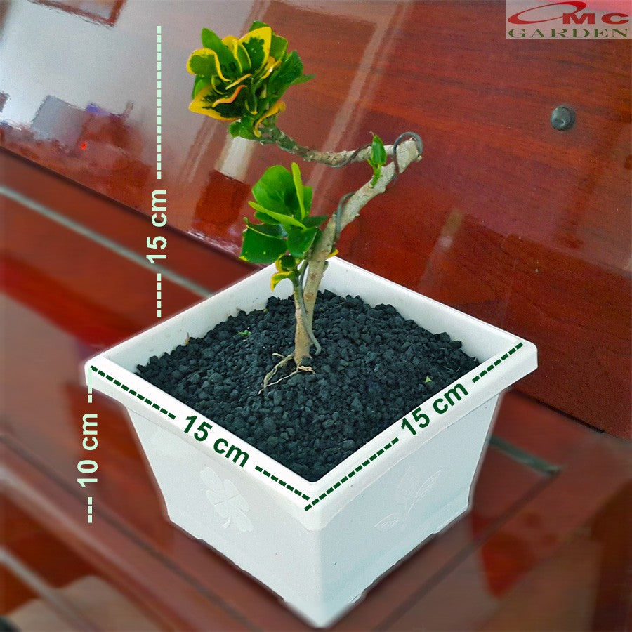 Bonsai Bonsae Mame Puring Croton Emping Jengkol Coin Mawar Tanaman Hias Pohon B-PR-EMPING-004