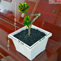 Bonsai Bonsae Mame Puring Croton Emping Jengkol Coin Mawar Tanaman Hias Pohon B-PR-EMPING-004
