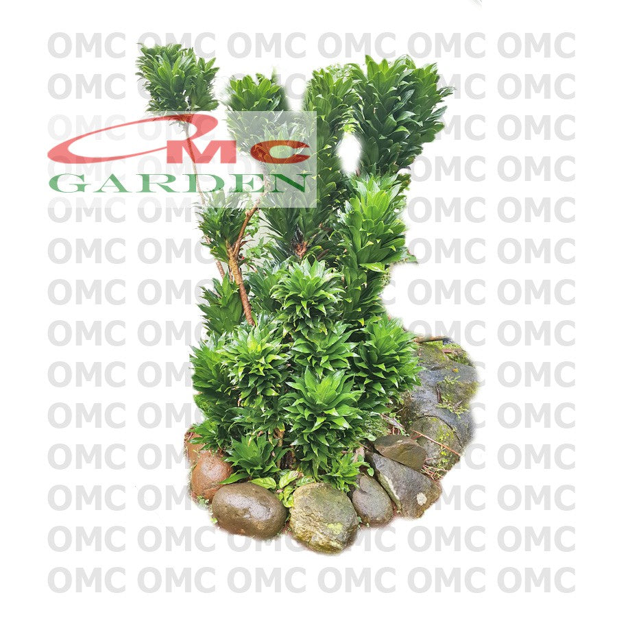 Tanaman Hias Dracaena Compacta Green Jewel Hanjuang Andong Kemoceng DC-4050