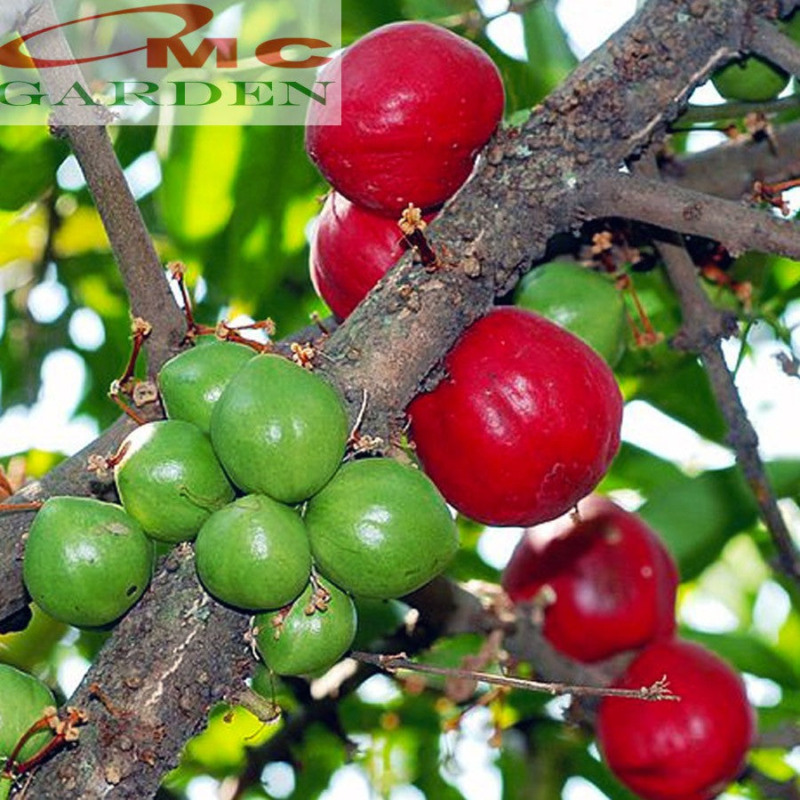 Tanaman Obat Bibit Pohon Mahkota Dewa Simalakama MD-B-1020