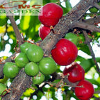 Tanaman Obat Bibit Pohon Mahkota Dewa Simalakama MD-B-2030