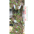 Tradescantia Zebrina Zabrina Hijau Ungu Pink Plant Zebrakraut  Rumput Belang Tanaman Hias Gantung Stek Batang 1020cm