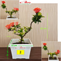 Tanaman Hias Bonsai Bonsae Mame Soka Mini Asoka Jepang Ixora Orange B-SMO-001