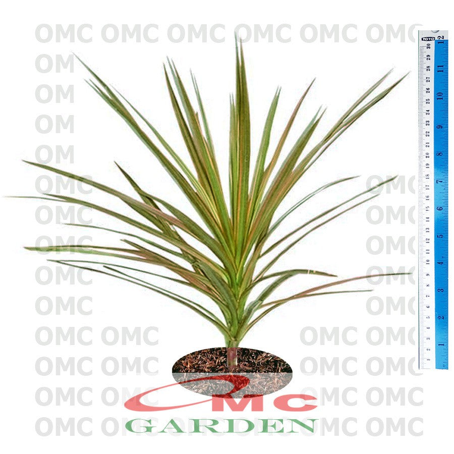 Tanaman Hias Dracaena Dracena Marginata Dragon Tree Tricolor Tri Color Merah Kuning Hijau Putih