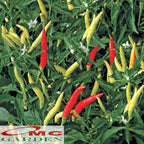 Bibit Benih Pohon Tanaman Cabe Cabai Rawit Panjang Bulat Merah Setan 0510