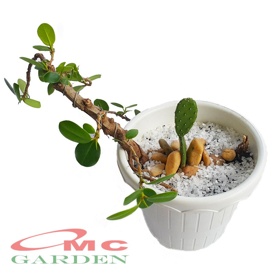 Tanaman Hias Pohon Bonsai Mame Beringin Korea Mini Dolar Kaktus Centong B-BK-003
