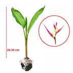 Heliconia Helikonia Pisang Pisangan Psittacorum Tanaman Hias HELICONIA-P-2030