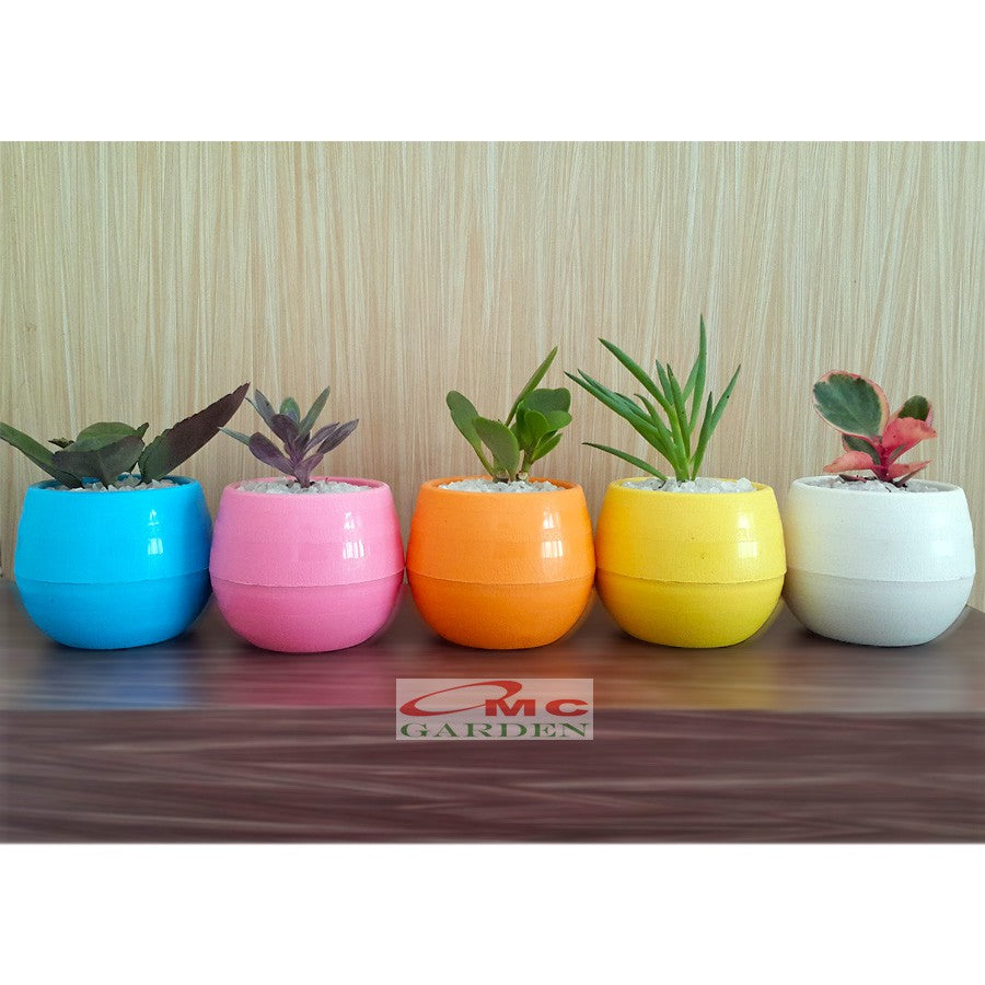 Tanaman Hias Sukulen Sekulen Mini Succulent Kaktus plus Pot Bola Warna SKLN-001-005