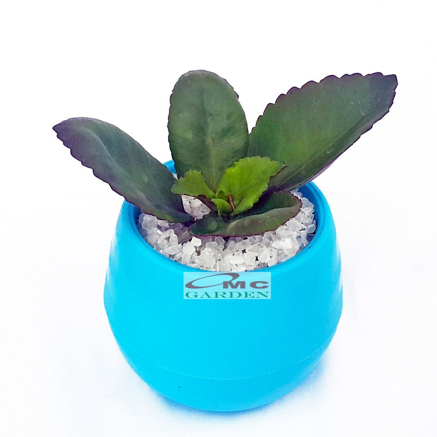 Tanaman Hias Sukulen Sekulen Mini Succulent Kaktus plus Pot Bola Warna SKLN-001-005