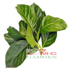 Daun Mengkudu Segar Noni Pace Tanaman Obat Herbal MKD-D-1