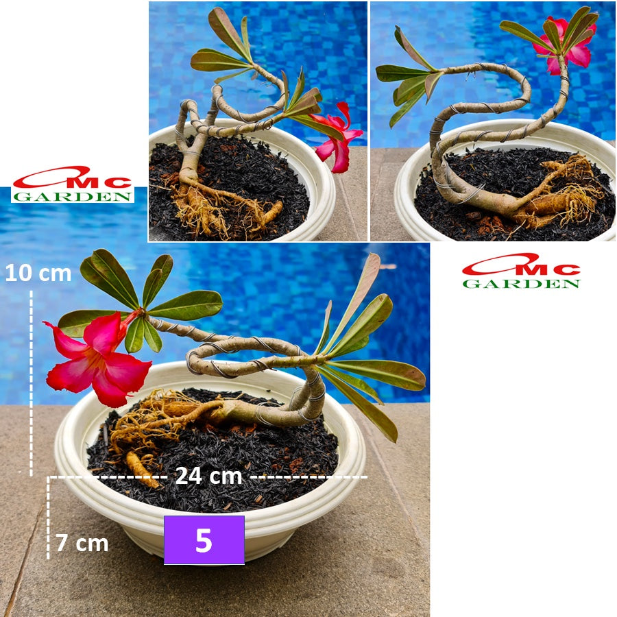 Tanaman Hias Bonsai Adenium Arabicum Obesum Kamboja Jepang B-KJ-008