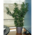 Song of Jamaica Jamaika Dracaena Dracena Reflexa Wali Tanaman 2030