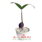 Tanaman Hias Pohon Bonsai Mame Palm Palem Raja Roystonea Regia Bibit B-PR-002