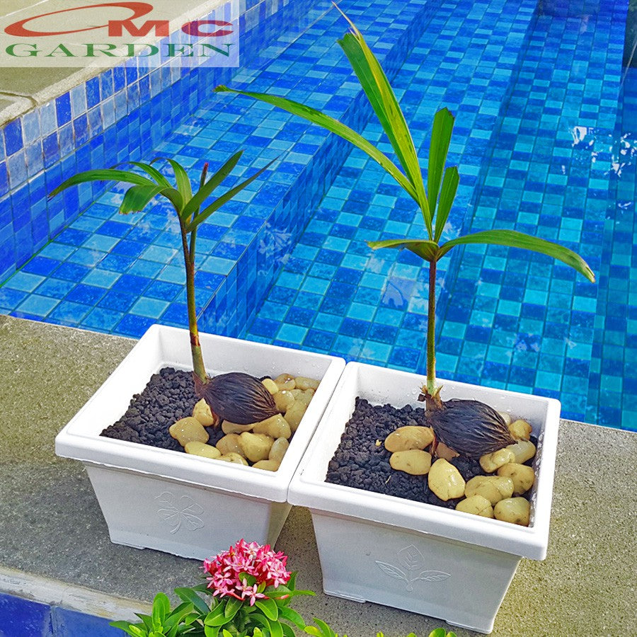 Tanaman Hias Pohon Bonsai Palm Palem Raja Regia Bibit B-PR-001
