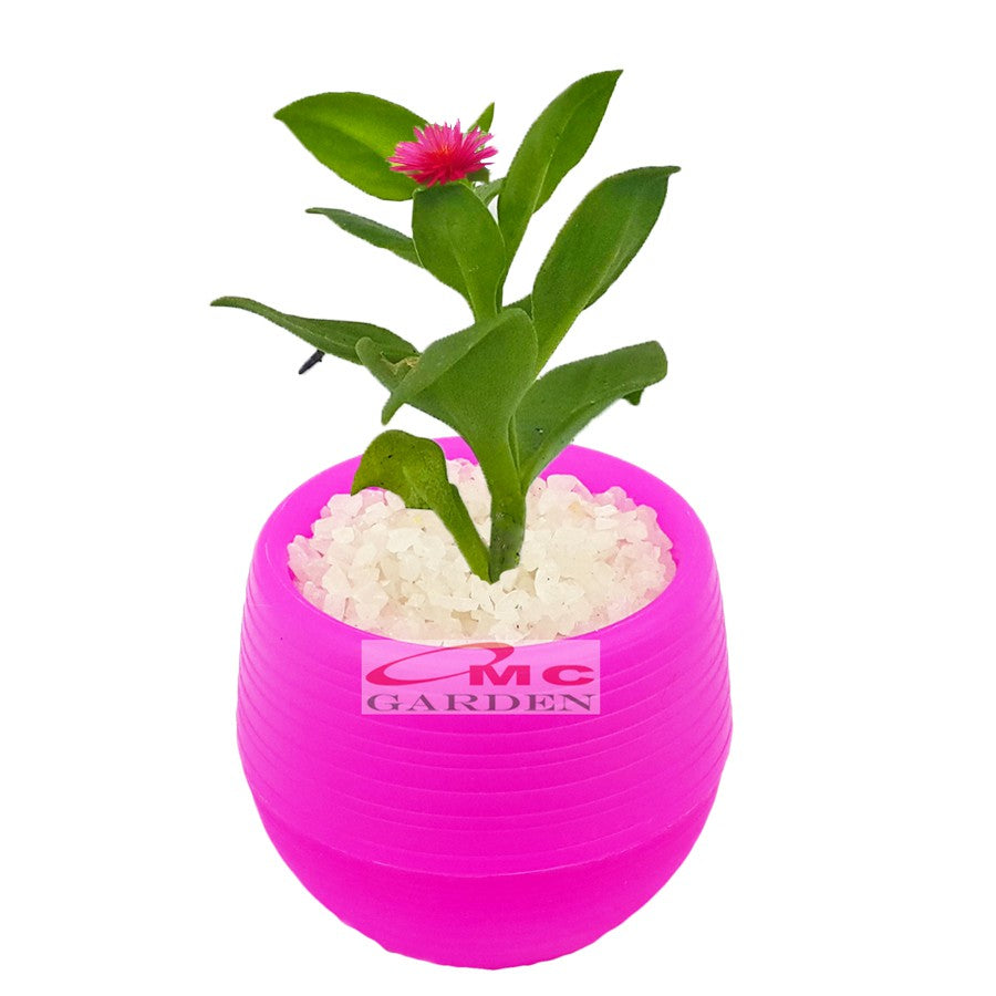 Tanaman Hias Sukulen Sekulen Mini Succulent Kaktus plus Pot Bola Warna SKLN-006-010