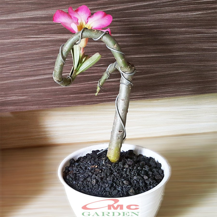Tanaman Hias Bonsai Adenium Arabicum Obesum Kamboja Jepang B-KJ-012