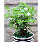 Bonsai Bonsae Bunga Melati Putih Wangi Harum Jasminum Sambac Tanaman Hias 002