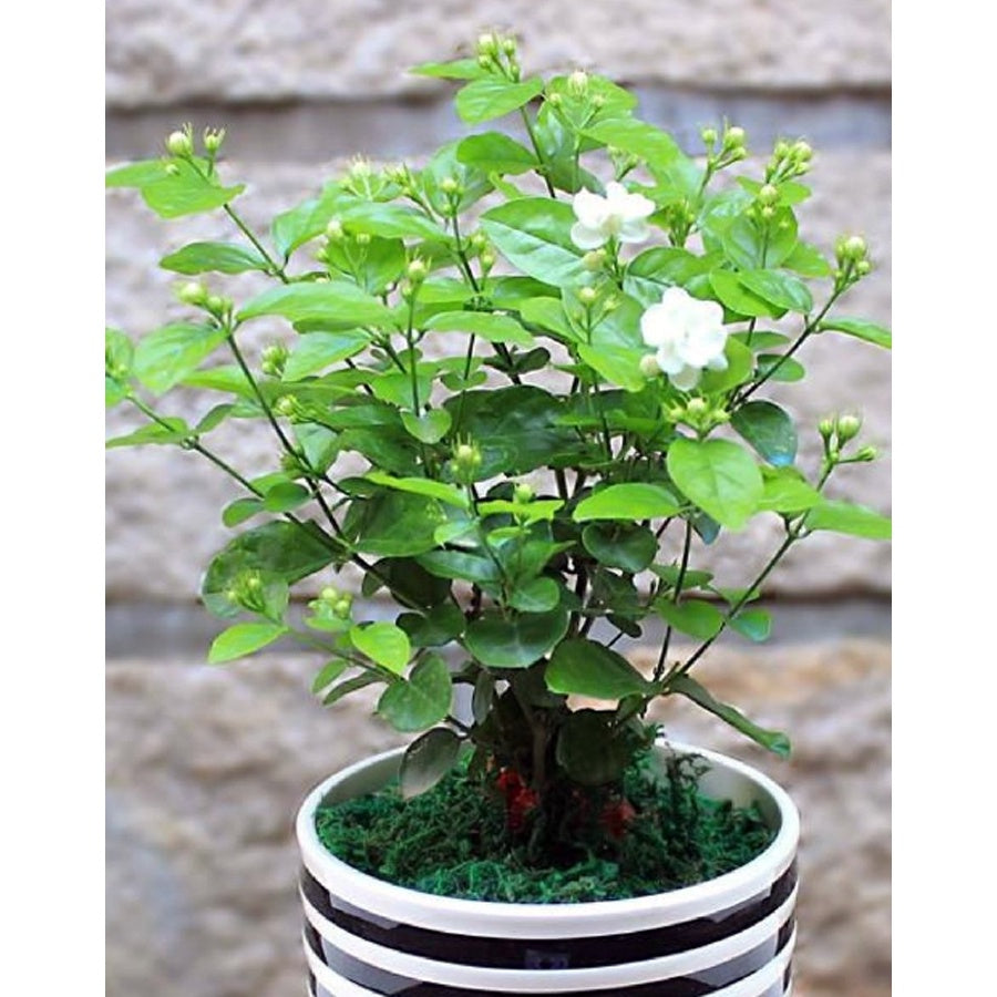 Bonsai Bonsae Bunga Melati Putih Wangi Harum Jasminum Sambac Tanaman Hias 001
