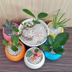 Tanaman Hias Pohon Bonsai Mame Beringin Korea Mini Dolar B-BK-P0510