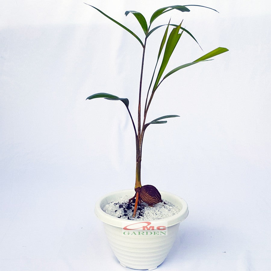 Tanaman Hias Pohon Bonsai Mame Palm Palem Raja Roystonea Regia Bibit B-PR-003